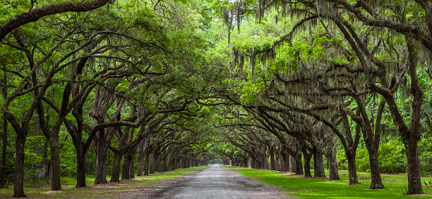 Road with Live Oak trees lining it.