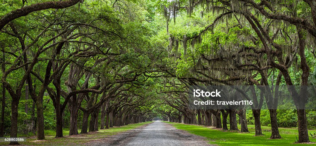 Live Oak Trees Road with Live Oak trees lining it. Georgia - US State Stock Photo