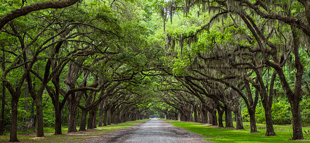Live Oak Trees Road with Live Oak trees lining it. georgia stock pictures, royalty-free photos & images