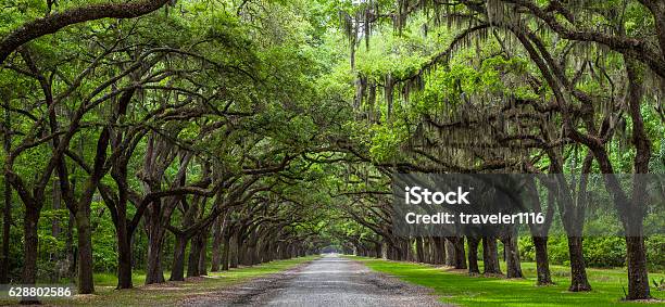 Live Oak Trees Stock Photo - Download Image Now - Georgia - US State, Savannah - Georgia, Live Oak Tree