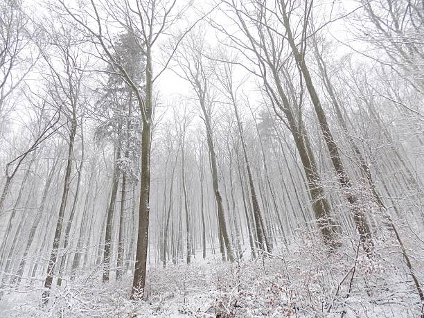 istock Snowy forest during winter, many snow in forest 628802744