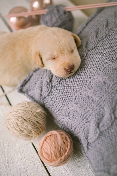 Tiny cute puppy sleeping on a knitted cushion with threads stock photo