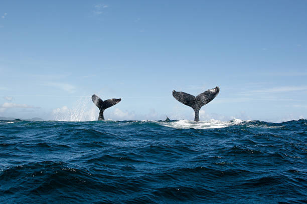 istock Double Humpback whale tail in Samana, Dominican republic 628803380
