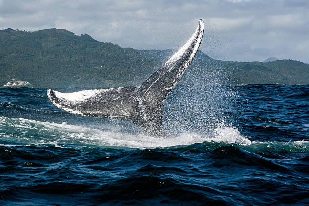 istock Humpback whale tail in Samana, Dominican republic 628803422