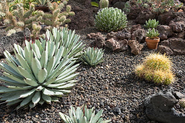 istock cactus garden , succulent plant garden, aloe 628804624