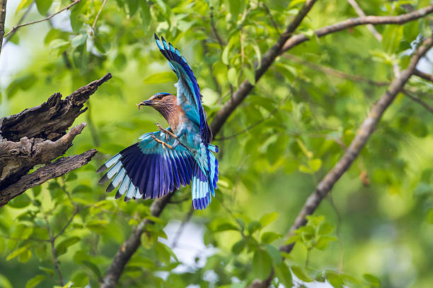 Indian roller in Bardia national park, Nepal specie Coracias benghalensis family of Coraciidae coracias benghalensis stock pictures, royalty-free photos & images