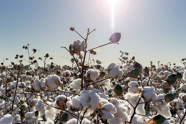 istock Cotton crop in full bloom 628811636
