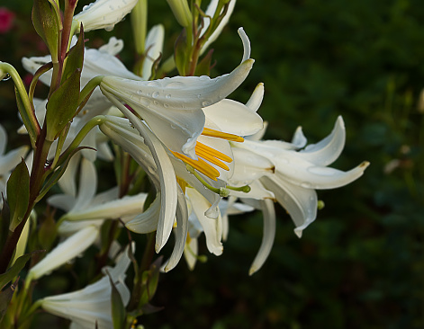 White lilies bloom in the fresh air after rain
