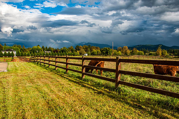 sonniger morgen auf dem bauernhof - snohomish county stock-fotos und bilder