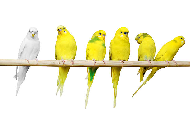 i pappagalli si siedono su un bastone di legno - bird animal flock of birds number 6 foto e immagini stock