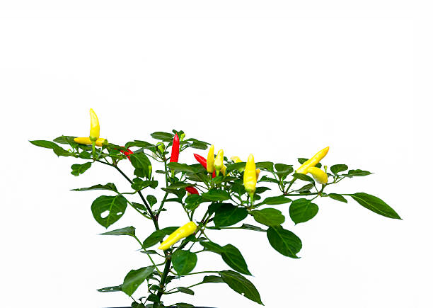 istock Chilli pepper plant with chillies against white background, copy space 628814362