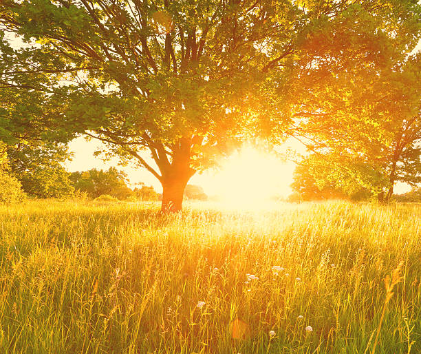 istock Sunny summer background. Morning sunlight illuminate summer mead 628814702