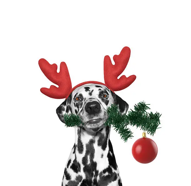 Santa dog in reindeer antlers with fir-tree and xmas ball -- isolated on white