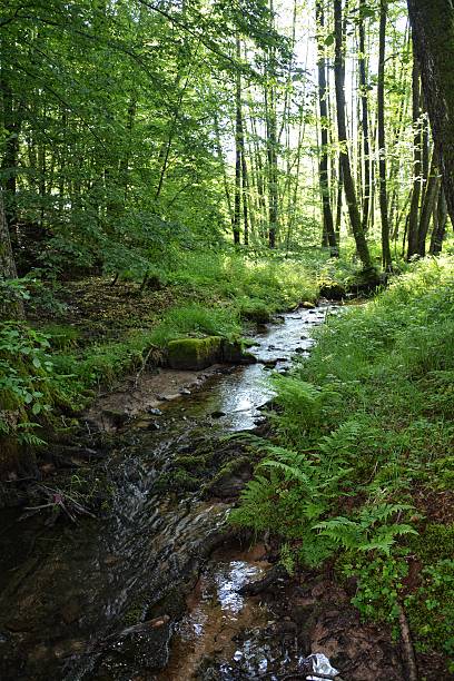 istock Small brook in the forest in the early morning 628819310