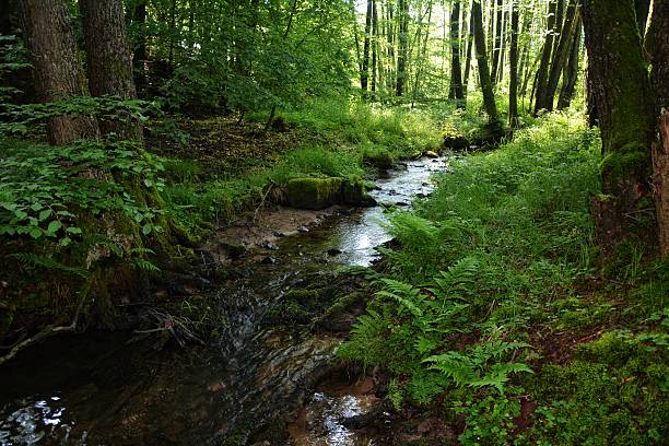 istock Small brook in the forest in the early morning 628819666