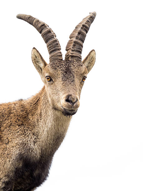 istock Young alpine ibex male portrait isolated on white 628820794