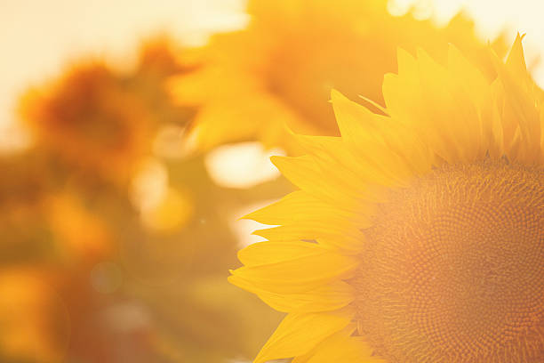 plantas de girassol no campo - flower sunflower field landscaped - fotografias e filmes do acervo