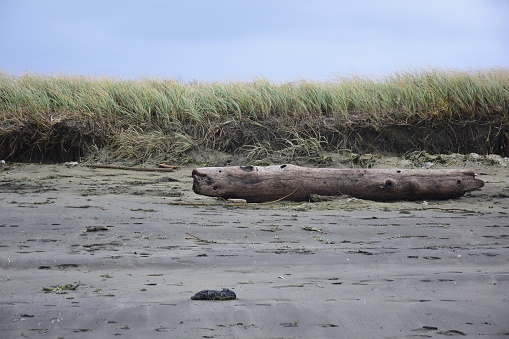 large driftwood log on pacific northwest beack