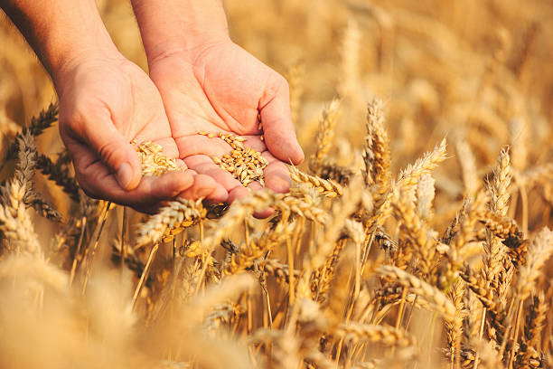 istock Close up of hands holding wheat seeds 628821944