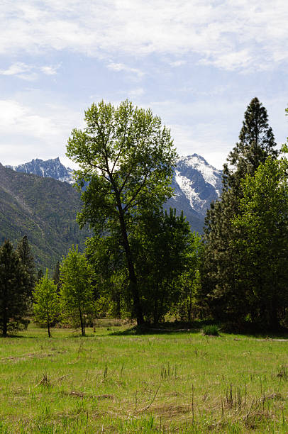 picchi di incanto - tree leavenworth snow sky foto e immagini stock