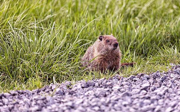Alert Cautious Woodchuck Waiting in Montezuma National Wildlife Refuge This adult woodchuck - also called a groundhog - is alert and watching cautiously, but waiting calmly at the edge of the dirt and gravel vehicle trail which meanders around the main swamp at the Montezuma National Wildlife Refuge. This animal refuge is a large, protected area of swamp and marshland at the northern  end of Cayuga Lake - the longest, and one of the two largest of the eleven Finger Lakes in western New York, USA - located about halfway between Syracuse, NY and Rochester, NY. This groundhog is up and about on a May summer day in New York State. But every year in early February, "Punxsutawney Phil" - the legendary name given to a groundhog in Punxsutawney, Pennsylvania - is watched closely when he or she first emerges from the burrow after winter hibernation, because the rodent's initial behavior allegedly forecasts when the spring season will begin. punxsutawney phil stock pictures, royalty-free photos & images