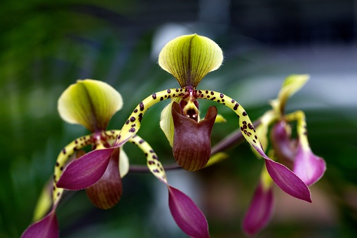 This is a close-up of a Southeast Asian lady's slipper orchid (Paphiopedilum lowii).  It is also called; Low's Paphiopedilum, or Venus slipper.