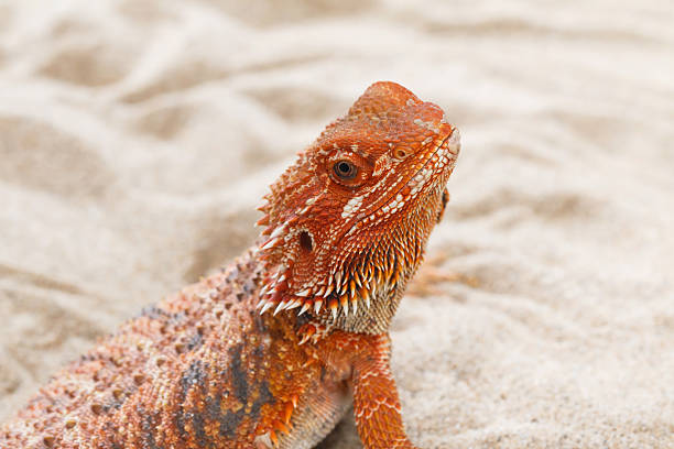 Bearded Dragon animal. Close up of Bearded Dragon on the sand. giant bearded dragon stock pictures, royalty-free photos & images