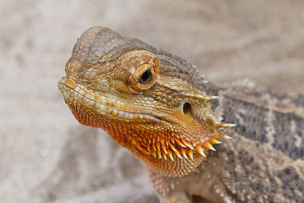 Bearded Dragon animal. Close up of Bearded Dragon on the sand. giant bearded dragon stock pictures, royalty-free photos & images