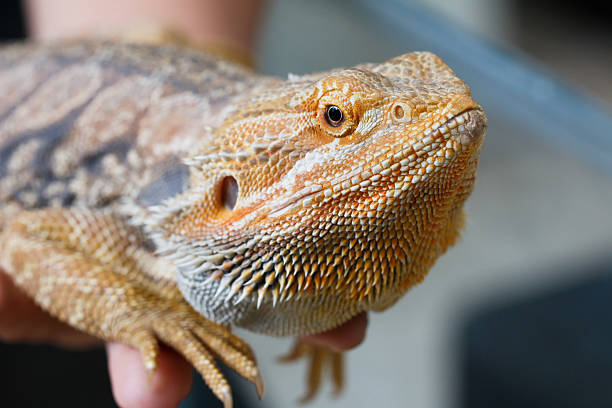 Bearded Dragon animal. Close up of Bearded Dragon on the hand. giant bearded dragon stock pictures, royalty-free photos & images