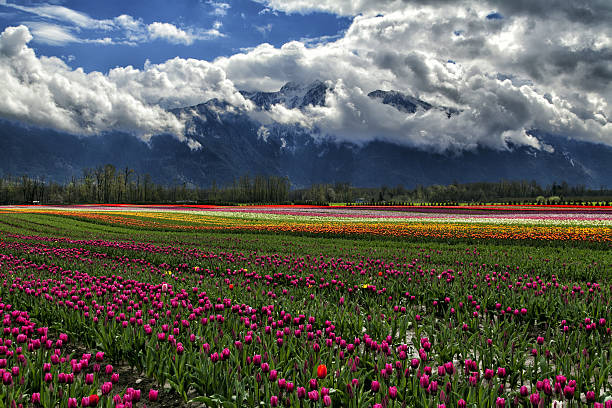 istock Tulip fields at Agassiz in Vancouver 628838368