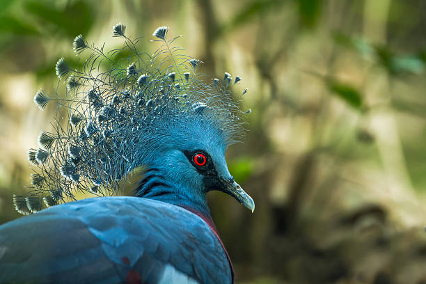 istock Victoria crowned pigeon 628838468