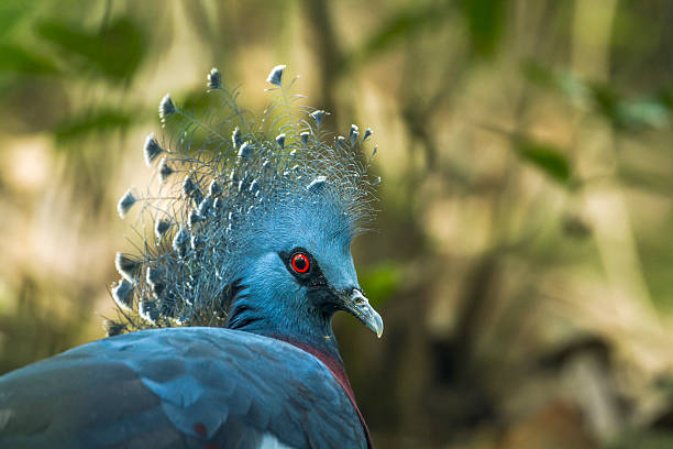 istock Victoria crowned pigeon 628838618