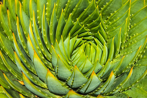 istock close-up of spiral aloe cacti 628846150