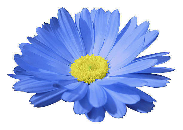 istock blue flower calendula. white isolated background with clipping path. Closeup 628846654