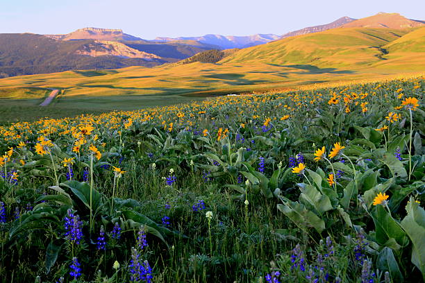 早朝ロッキーマウンテンフロント - montana mountain meadow flower ストックフォトと画像