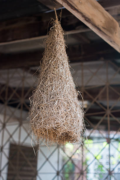 Rice harvested and dried hanging at farmer house