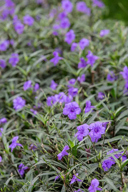 Ruellia tuberosa or Minnie Root or Fever Root or Snapdragon Root in garden