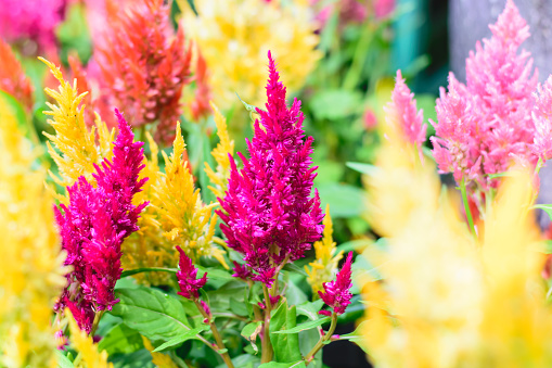 Colorful plumed cockscomb flower or Celosia argentea plant in the garden