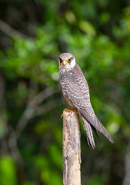 istock Female Amur falcon (Falco amurensis) Very Rare Passage Migrant 628855148