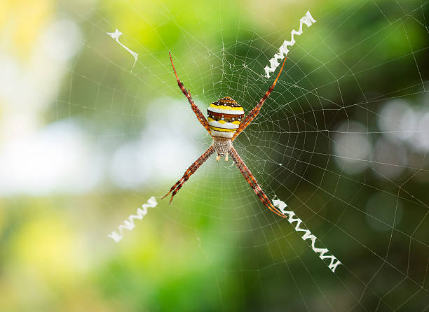 istock Spider, Cross spider hanging on web in natural 628855682