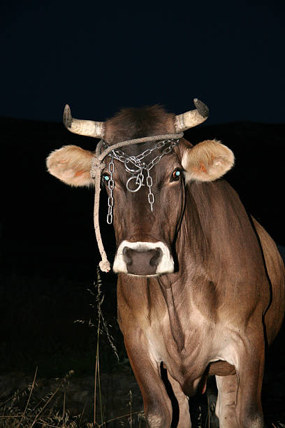 istock Cow metalworker in night watch on protection 628856664