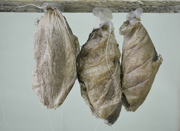 huge cocoons of butterflies in the greenhouse