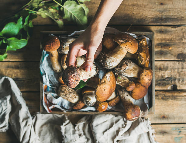 Porcini mushrooms in wooden tray and woman's hand holding Porcini mushrooms in wooden tray over rustic background and woman's hand holding one mushroom, top view porcini mushroom stock pictures, royalty-free photos & images