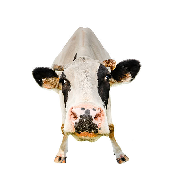 istock Funny cute cow isolated on white 628858176
