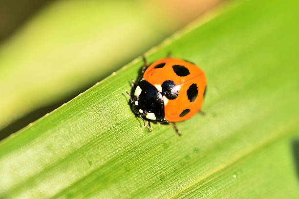 Ladybird It is a ladybug on the bamboo leaves japanese ladybug stock pictures, royalty-free photos & images