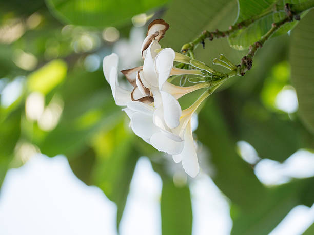 istock frangipani flowers, Frangipani, Pagoda tree or Temple tree 628858374