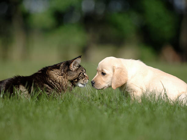 istock cat and dog friendship 628865394