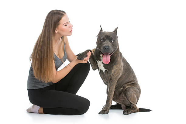 istock Beautiful girl with grey stafford terrier 628866110