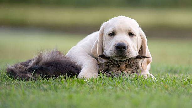 istock cat and dog friendship 628867374