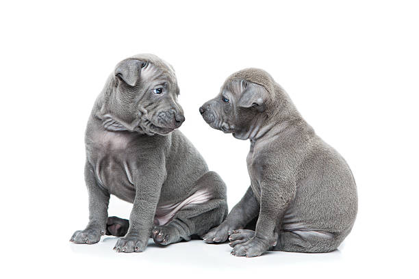 istock Two thai ridgeback puppies isolated on white 628873906